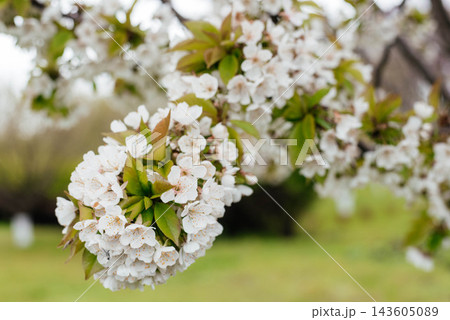 Blooming cherry tree in spring. White cherry flowers close up. Blooming cherry tree in spring. White cherry flowers close up. 143605089