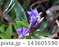 山道沿いに咲くリンドウ　高知県梶ヶ森 143605590