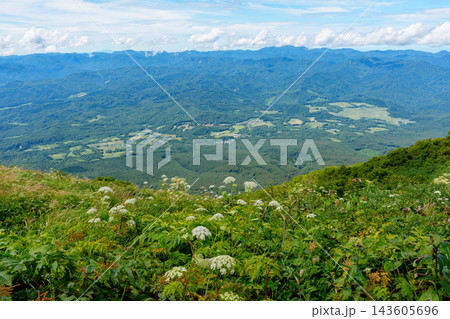 青森県岩木山の登山道に咲く夏の高山植物と眼下に広がる津軽平野の絶景 山岳自然風景素材 143605696