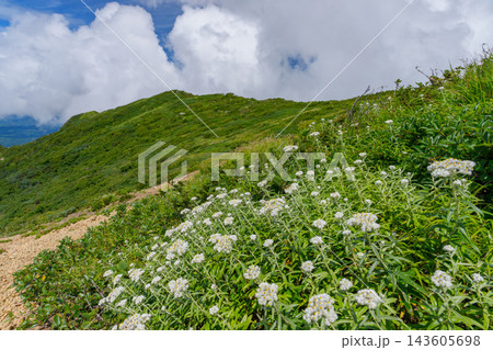 青森県岩木山の登山道に咲く夏の高山植物と眼下に広がる津軽平野の絶景 山岳自然風景素材 143605698