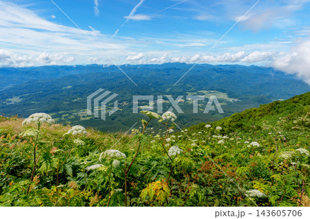 青森県岩木山の登山道に咲く夏の高山植物と眼下に広がる津軽平野の絶景 山岳自然風景素材 143605706