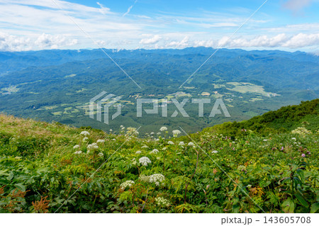 青森県岩木山の登山道に咲く夏の高山植物と眼下に広がる津軽平野の絶景 山岳自然風景素材 143605708