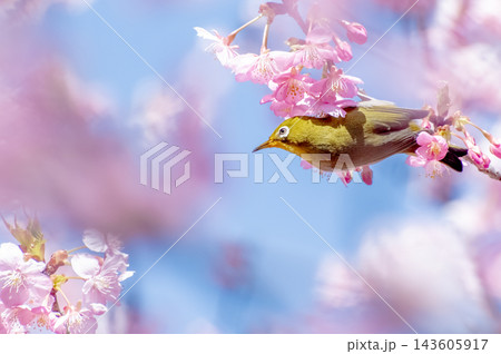 河津桜とメジロ 河津桜とメジロ 143605917