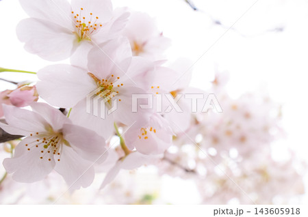 満開の桜（ソメイヨシノ） 143605918