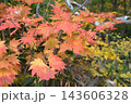 紅葉したもみじ 143606328
