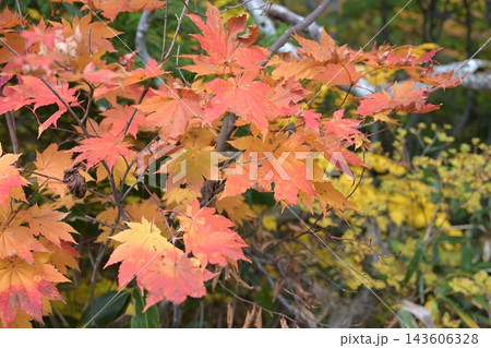 紅葉したもみじ 紅葉したもみじ 143606328