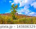 紅葉に染まる山と一本の木 八幡平 大沼 143606329