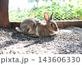くつろぐうさぎ 143606330