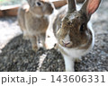可愛い仲良しウサギ 143606331
