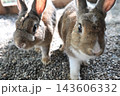 興味津々なうさぎ　なになに〜？ 143606332
