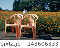 キバナコスモス畑に並ぶ二つの椅子 秋の花畑 143606333