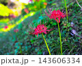 赤い彼岸花 143606334
