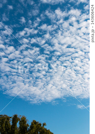 青空に広がる白い雲と緑の木々　爽やかな空の縦構図背景素材 143606424