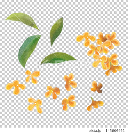 Osmanthus flower parts set - stylish watercolor illustration Osmanthus flower parts set - stylish watercolor illustration 143606461