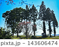 青空と杉の木立 秋の鎮守の杜 小さな小屋のある風景 143606474