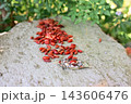 秋の赤い実と葉の小皿 石の上の自然アート 143606476