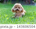 maltipoo dog sitting on green grass lawn 143606504