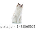 Beautiful fluffy Ragdoll cat sitting on clean white studio background 143606505