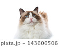 Blue eyed Ragdoll cat full body portrait on clean white background 143606506