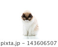 Fluffy Ragdoll cat looking aside on minimal white studio background 143606507