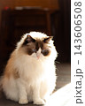 fluffy domestic ragdoll cat relaxing in cozy home 143606508
