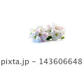 beautiful apple tree flowers isolated on clean white background 143606648