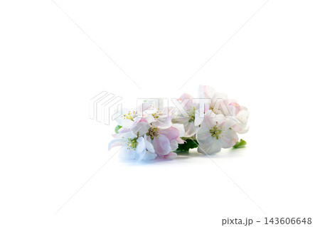 beautiful apple tree flowers isolated on clean white background 143606648