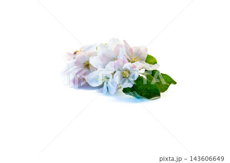 natural apple blossoms isolated on white background with copy space natural apple blossoms isolated on white background with copy space 143606649
