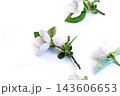 Top view blooming quince branches on white backdrop 143606653