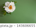 Beautiful white peony blossom and green background with space 143606655