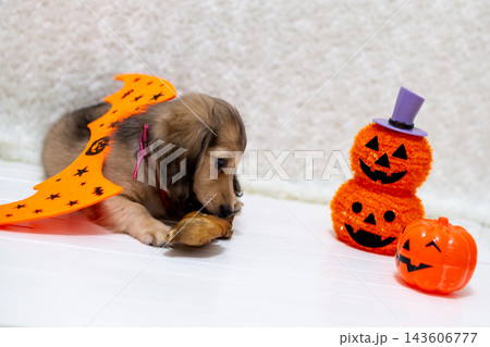 肉を食べるカニンヘンダックスの仔犬 ハロウィーン仮装 肉を食べるカニンヘンダックスの仔犬 ハロウィーン仮装 143606777