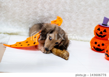 肉を食べるカニンヘンダックスの仔犬　ハロウィーン仮装 143606778