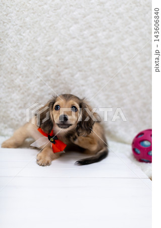カニンヘンダックスの仔犬 ハロウィーン仮装 カニンヘンダックスの仔犬 ハロウィーン仮装 143606840