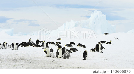 penguins on the ice penguins on the ice 143606879