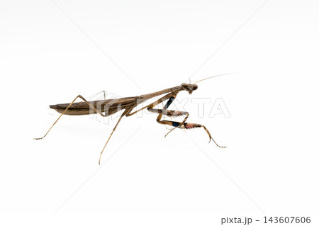 白背景のコカマキリ 白背景のコカマキリ 143607606