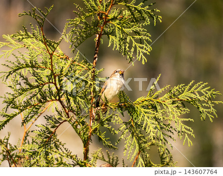 Sparrow bird perching on green thuja cedar branch Sparrow bird perching on green thuja cedar branch 143607764