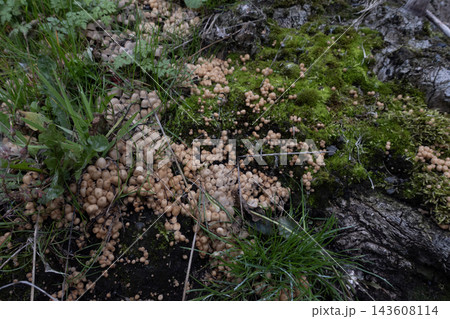 Fairy inkcap fungus colony growing on mossy tree stump Fairy inkcap fungus colony growing on mossy tree stump 143608114