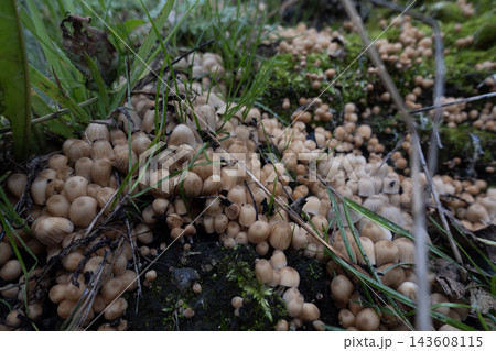 Fairy bonnet fungi growing in large clusters on forest floor 143608115