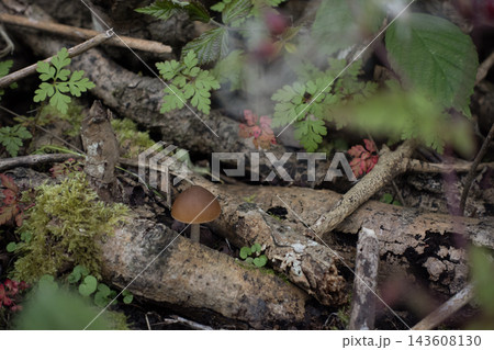 Brown mushroom growing on forest floor amongst logs, moss and green leaves 143608130