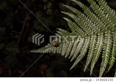 Birch shield bug resting on a green fern frond, displaying forest wildlife and detailed plant structure Birch shield bug resting on a green fern frond, displaying forest wildlife and detailed plant structure 143608150