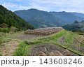 八畝の棚田　稲架掛け　高知県大豊町 143608246