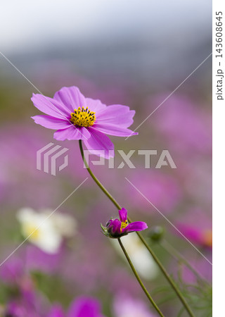 コスモス畑にコスモスの花が咲いています。 143608645