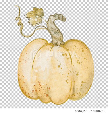 Pumpkin Watercolor Illustration Pumpkin Watercolor Illustration 143608732