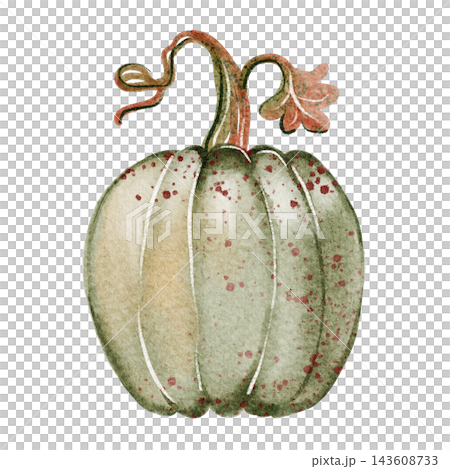 Pumpkin Watercolor Illustration Pumpkin Watercolor Illustration 143608733