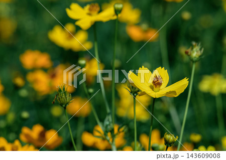 Vibrant yellow cosmos flowers blooming in a lush green field under bright natural sunlight 143609008