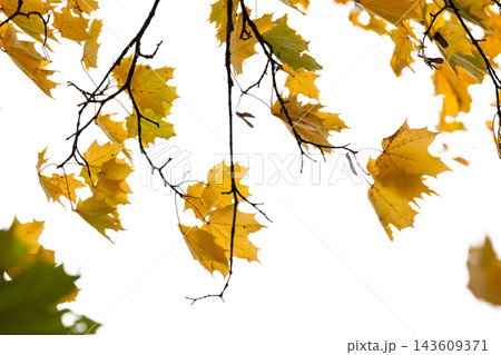 Golden maple leaves cling to thin branches against a bright white sky 143609371