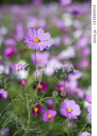 コスモス畑にコスモスの花が咲いています。 143609455
