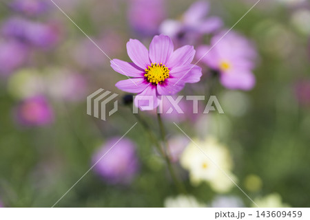 コスモス畑にコスモスの花が咲いています。 コスモス畑にコスモスの花が咲いています。 143609459