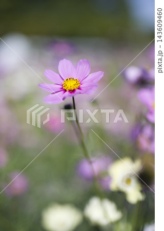 コスモス畑にコスモスの花が咲いています。 143609460