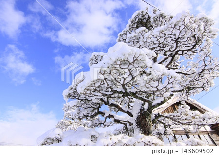 雪化粧した美作滝尾駅、雪の花を咲かせた木と青空の冬風景 143609502